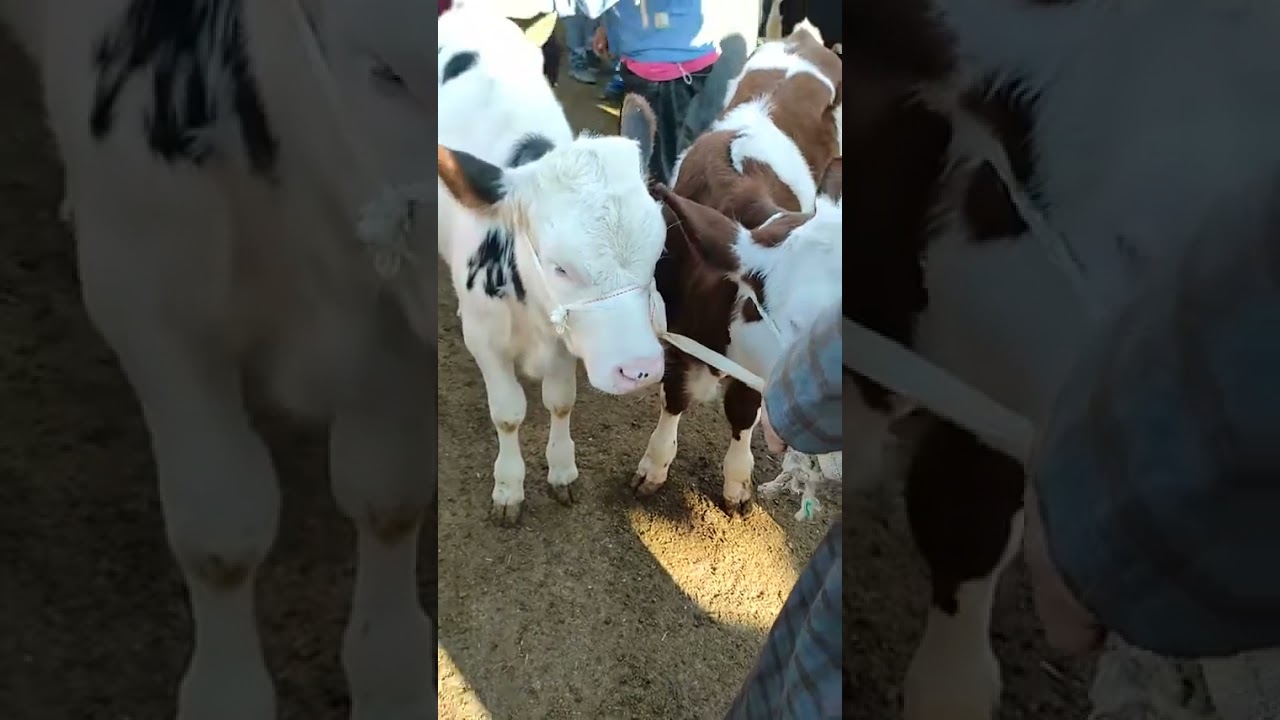 من سوق برج بوعريريج للابقار والمواشي البارحة 🐮🐄🐏🐴