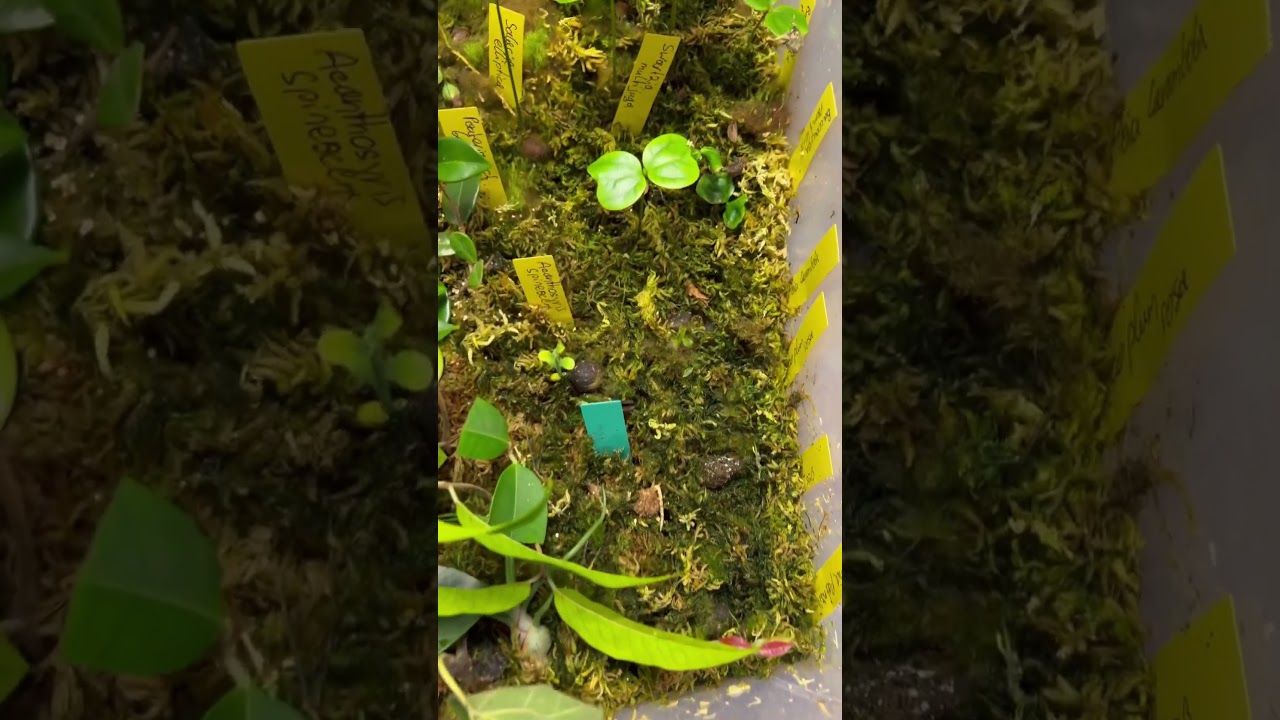 How to germinate rare tropical fruit seeds / the easy way #tropicalfruit #subscribe #viral #shorts