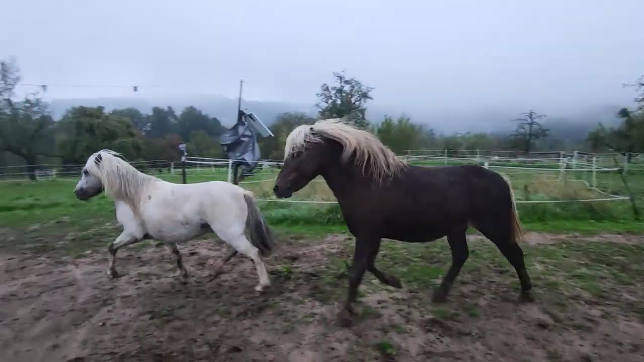 Die Pony Hengste Ori und Final haben dem Dauerregen getrotzt 