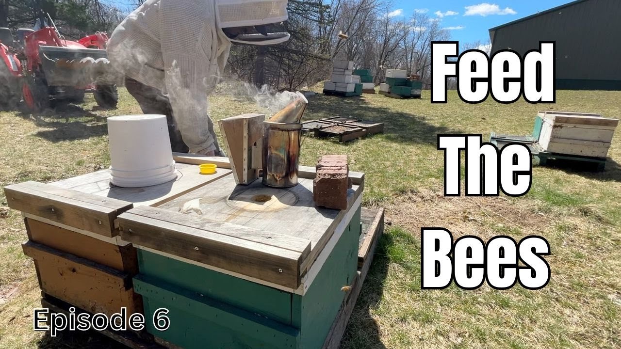The Bees Need Feed - Now!