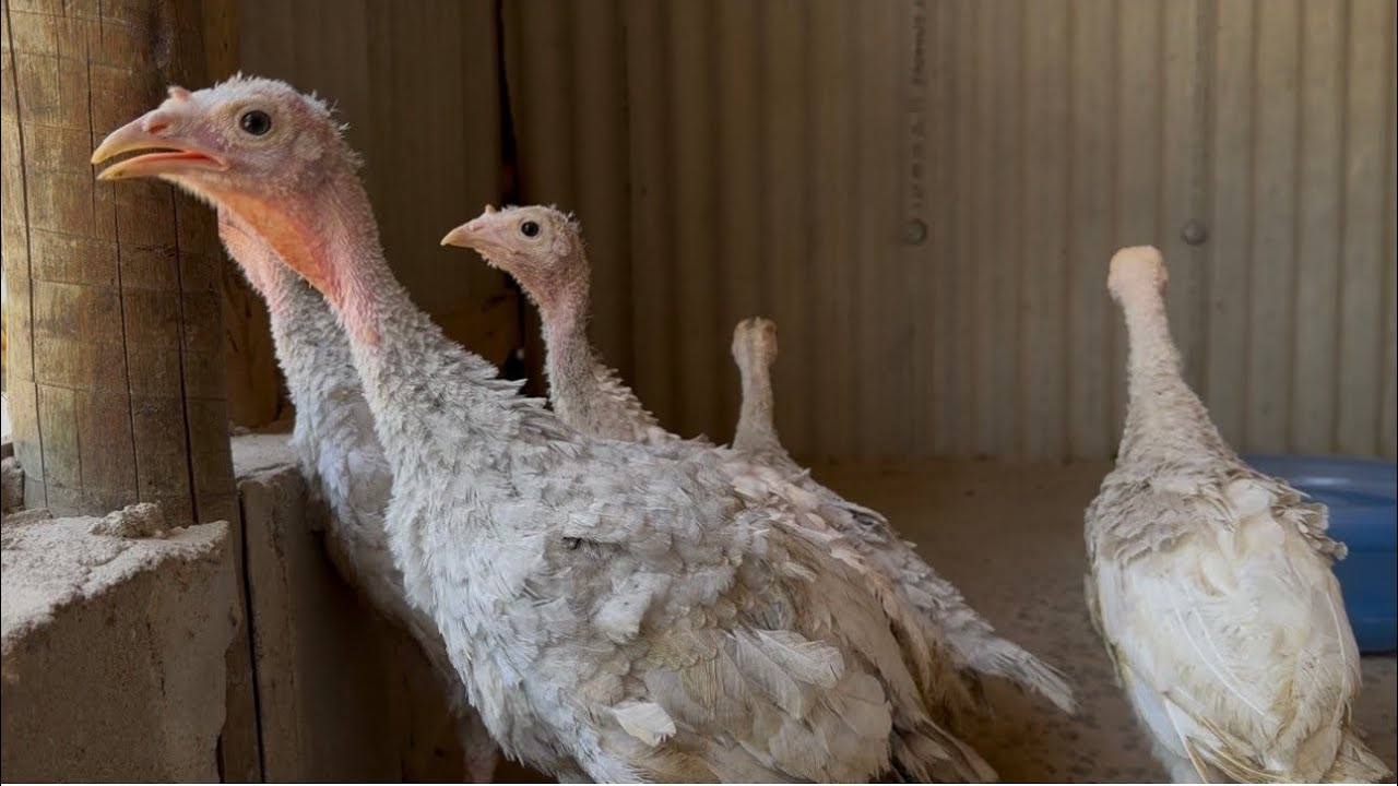 Minha criação de PERU LAVANDA!!!