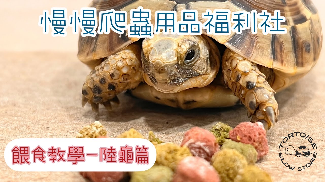 《慢慢爬蟲用品福利社-曼爬森活》餵食教學-陸龜篇/簡易教學/飼料/保健品添加/陸龜/爬蟲/新北永和/用品專賣