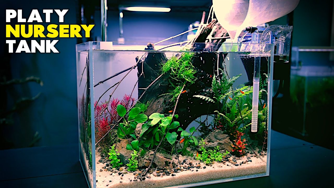 Aquascape Tutorial: Making A Baby Platy Nursery Aquarium (How To Step By Step Fish Tank Build Guide)