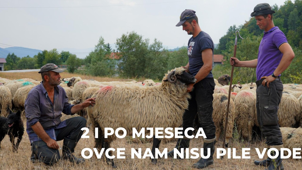 OD 13. MAJA DO 1. AUGUSTA OVCE NAM NISU PILE VODU