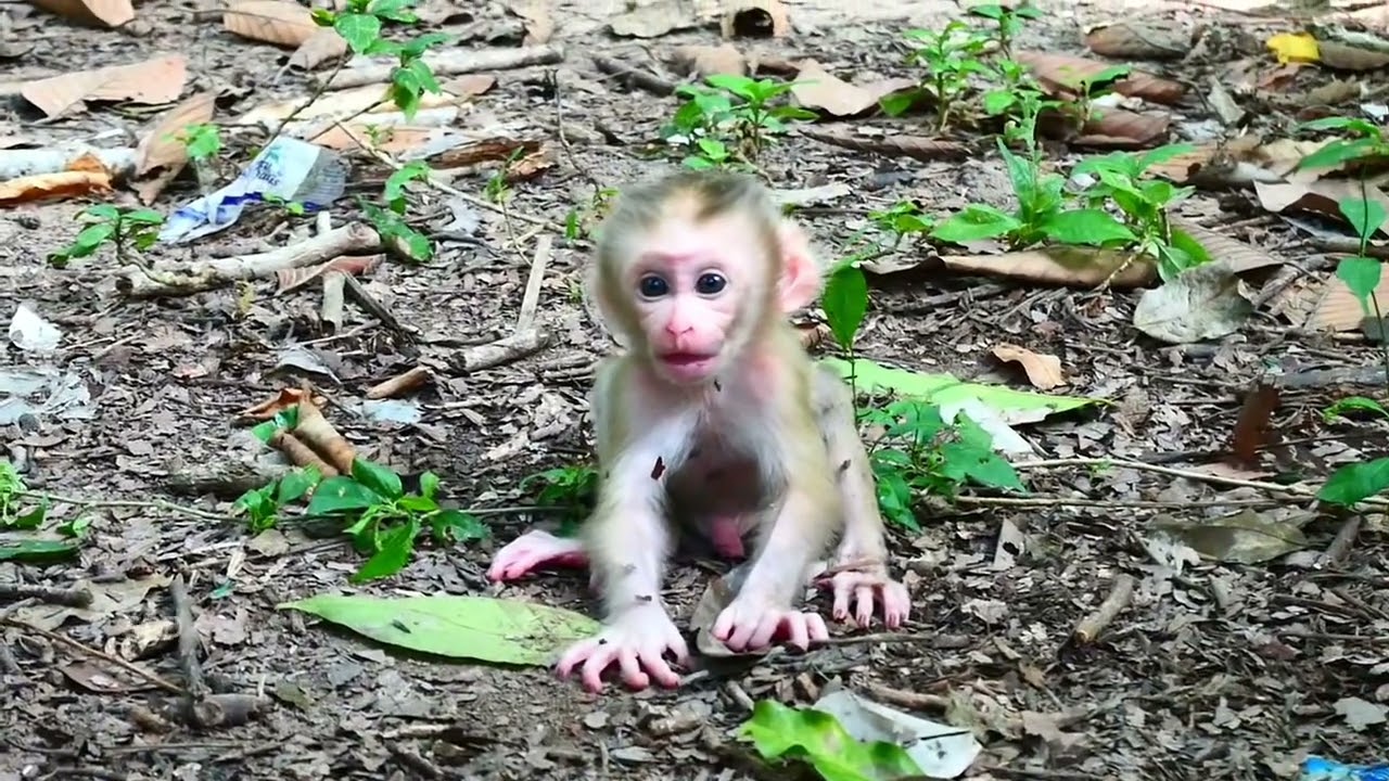 Oh Baby very hungry and tired_Why mommy Luna leave him and don’t feed him 