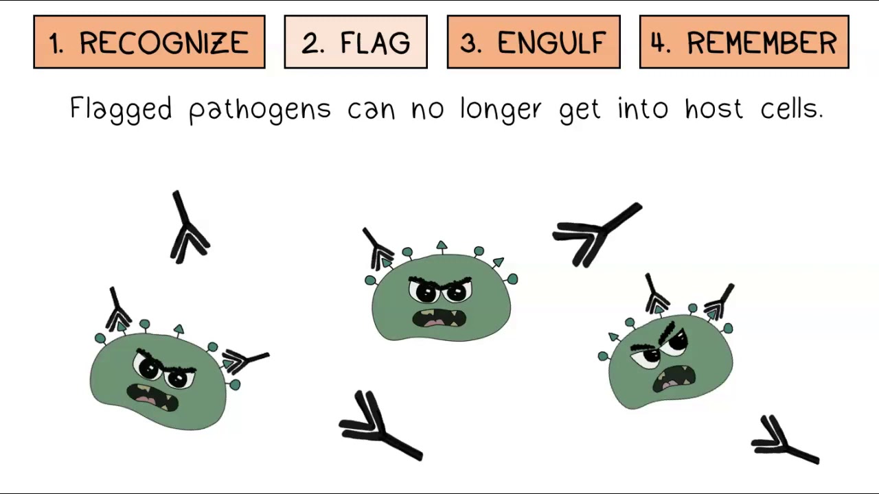 Иммунный ответ