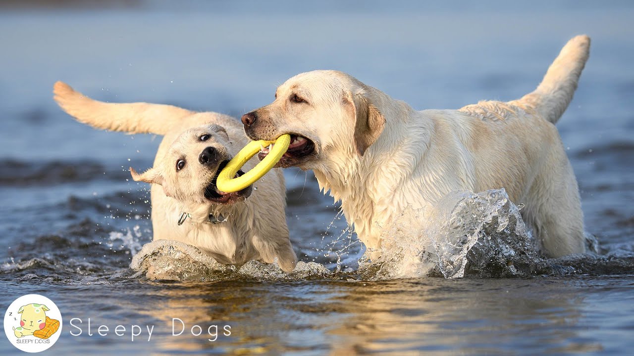 Успокаивающие звуки для собак 🐶 Успокаивающая музыка для собак, которые борются с тревогой, когда...