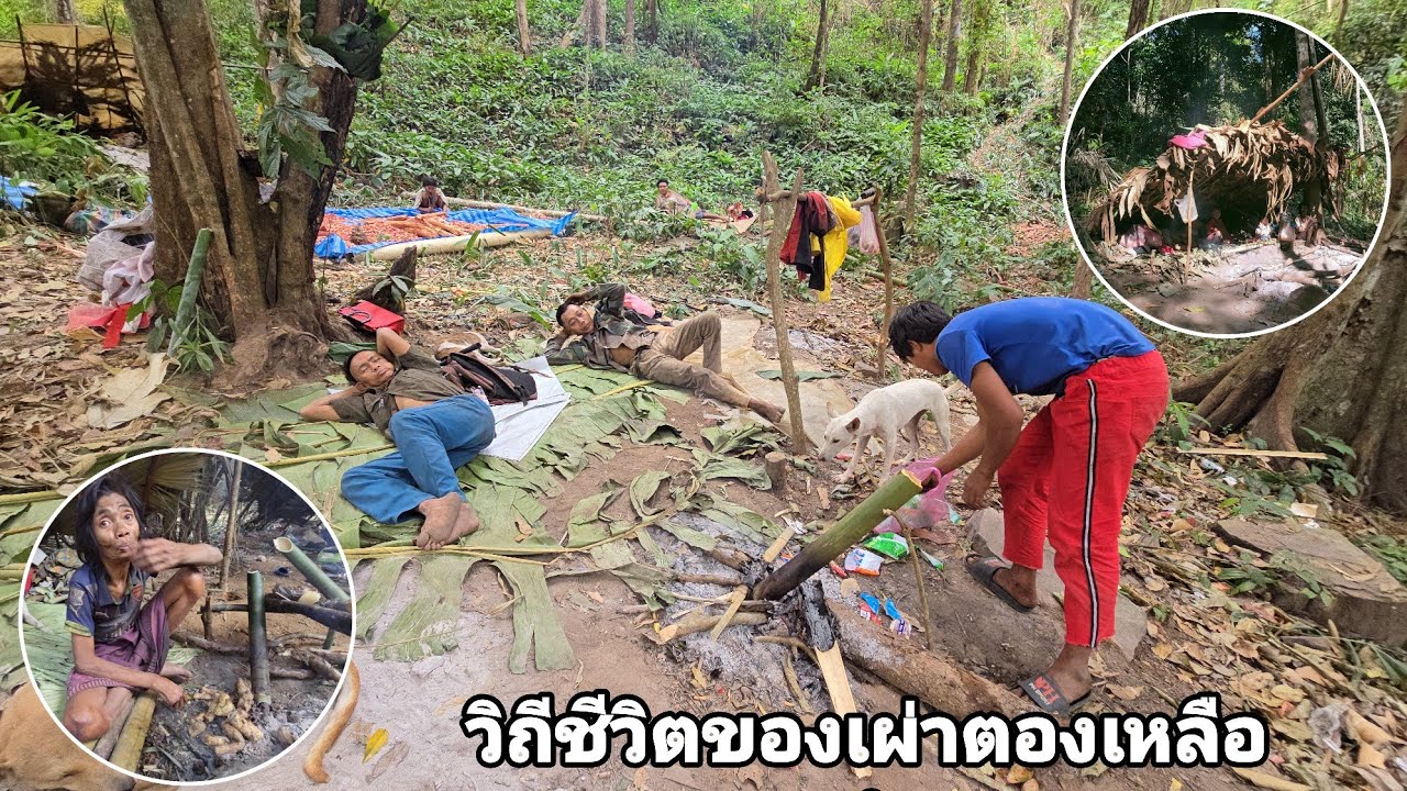 วิธีชีวิตเอาตัวรอดอยู่ในป่าของชาวเผ่าตองเหลือง คนป่า มลาบรี ตองเหลือง ຄົນປ່າ ຕອງເຫຼືອງ bn saolao 