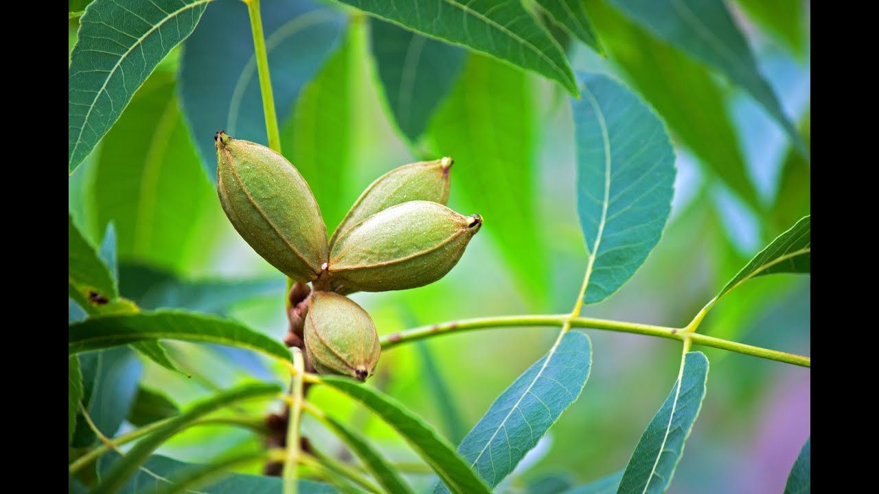 Орех пекан. Сорт Пауни и Мыс Страха (Pawnee и Cape  Fear).трехлетние привитые.Типы цветения пекана.