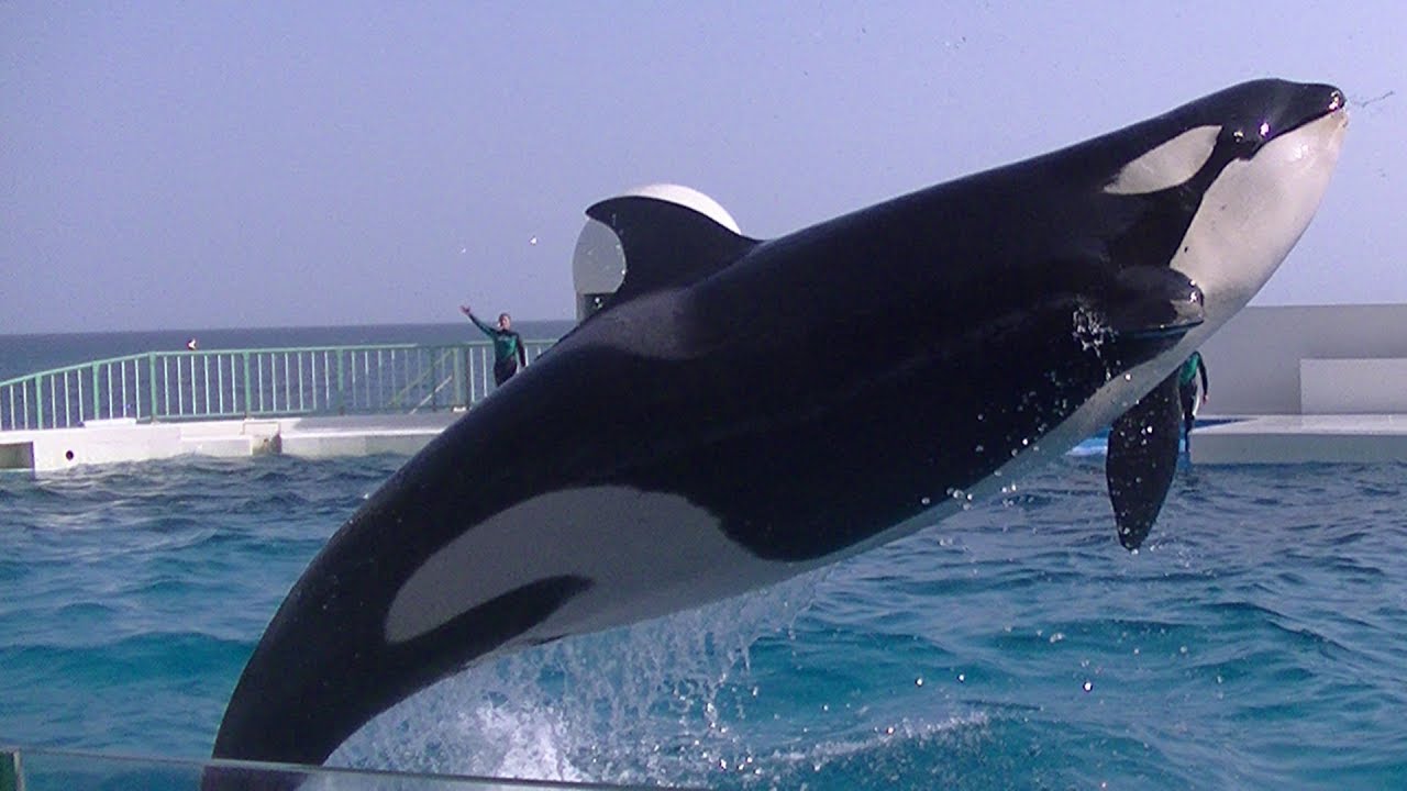 Killer Whale Full Show(actual) April 6, 2019 - Kamogawa Sea World