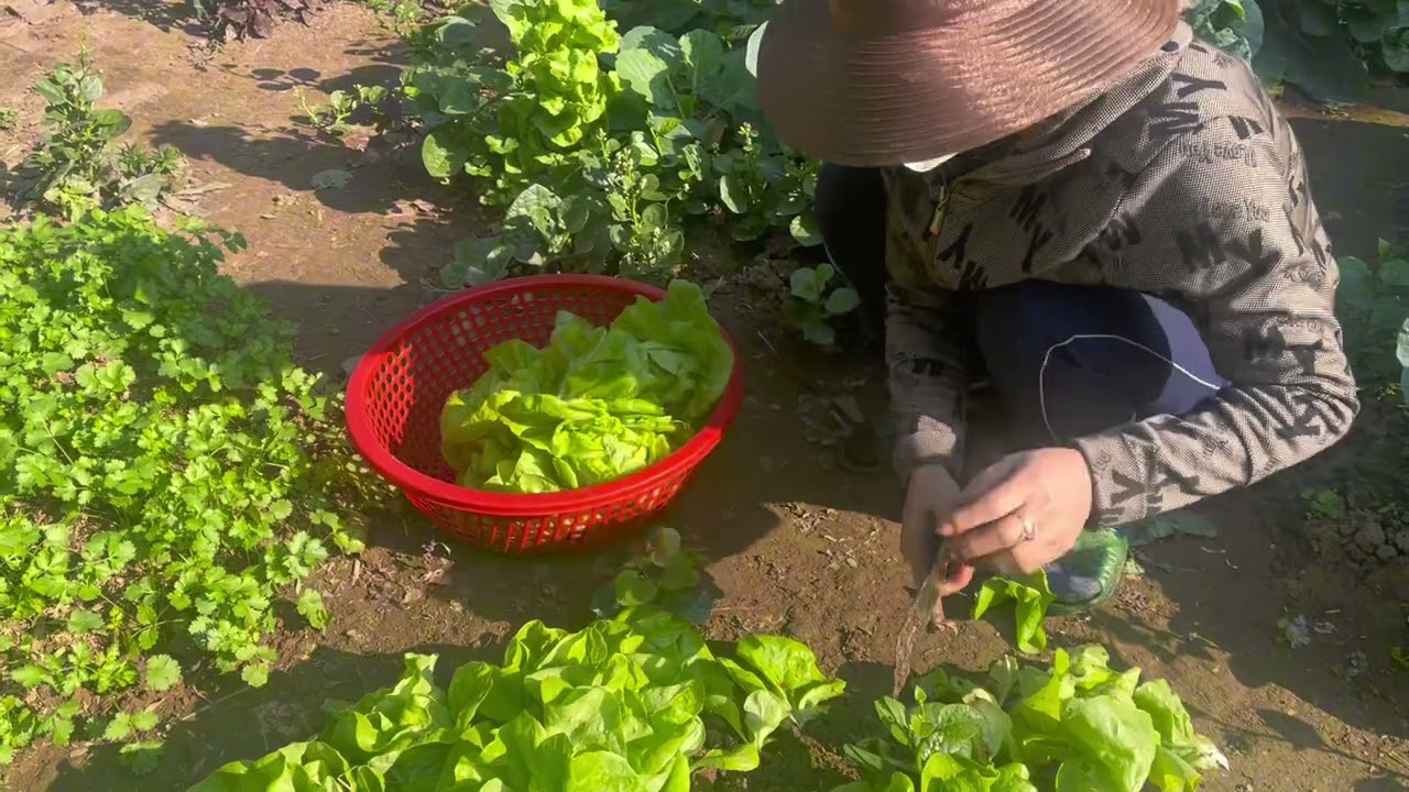 Ra vườn thu hoạch rau xà lách rau mùi nhà trồng thích quá