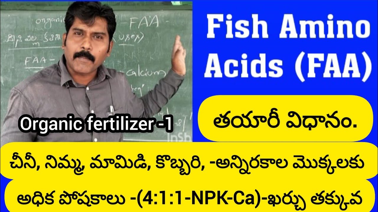 Fish Amino Acids -తయారీ విధానం/అన్నిరకాల మొక్కలకు -అధిక పోషకాలు అందిస్తుంది. by dr rss.
