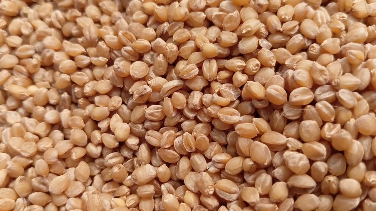 सोना मोती गेहूं की खेती की संपूर्ण जानकारी कब और कैसे करें Sona Moti Wheat Seeds Available 