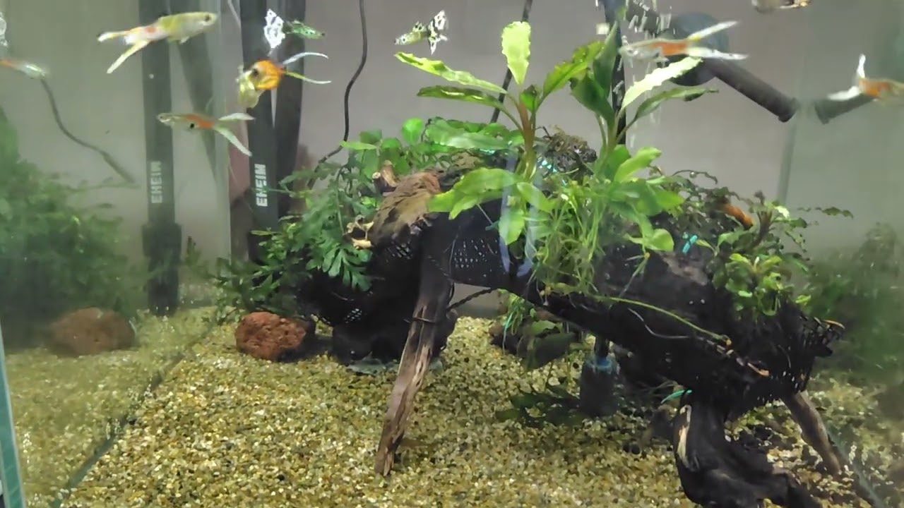 グッピー飼育日記　RGBライトの水草育成力報告
