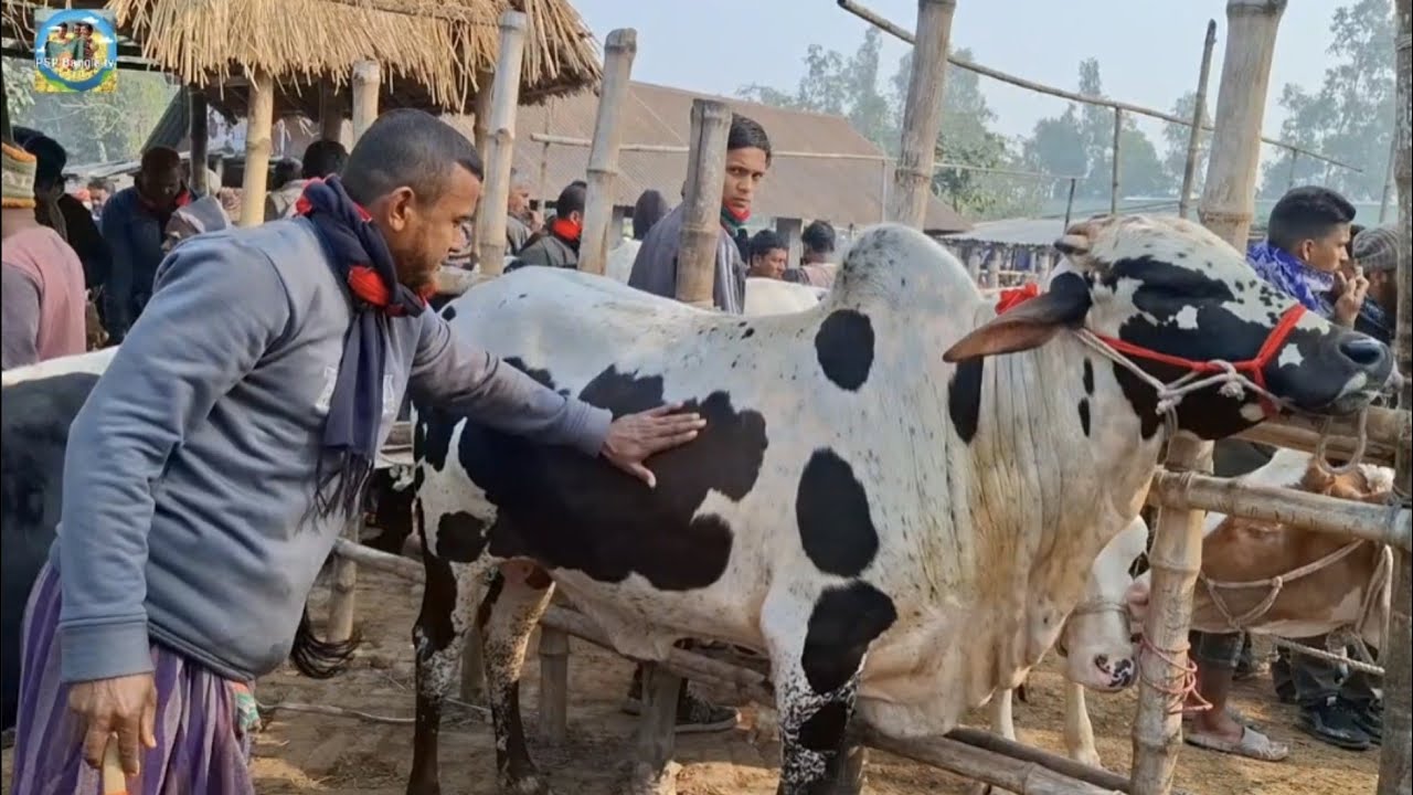 @ 24 January 2026|| কিভাবে কি হলো?? খামার উপযোগী ষাঁড় গরুর কেনা-বেচা আমবাড়ী হাটে||