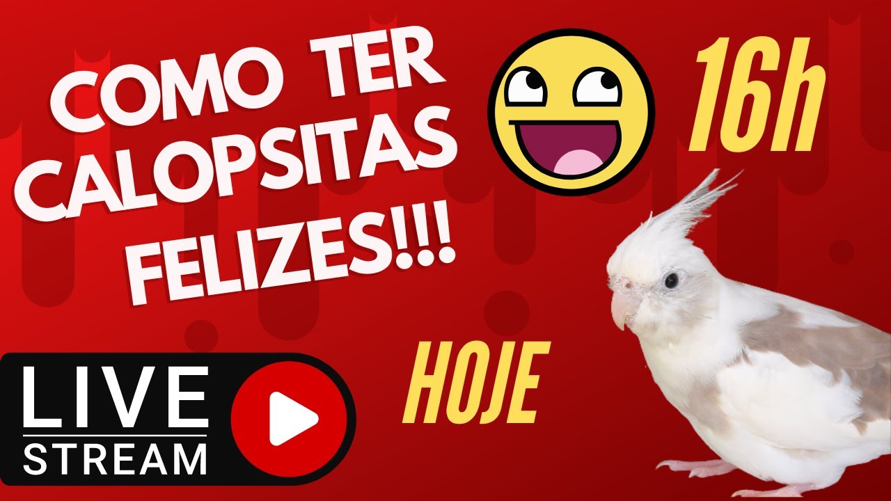 COMO TER CALOPSITAS FELIZES!