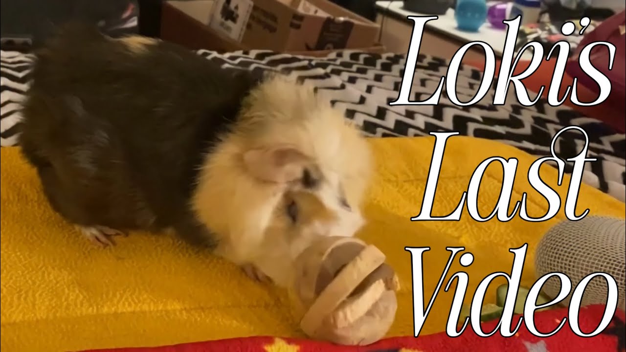 [ASMR] Loki’s Goodbye