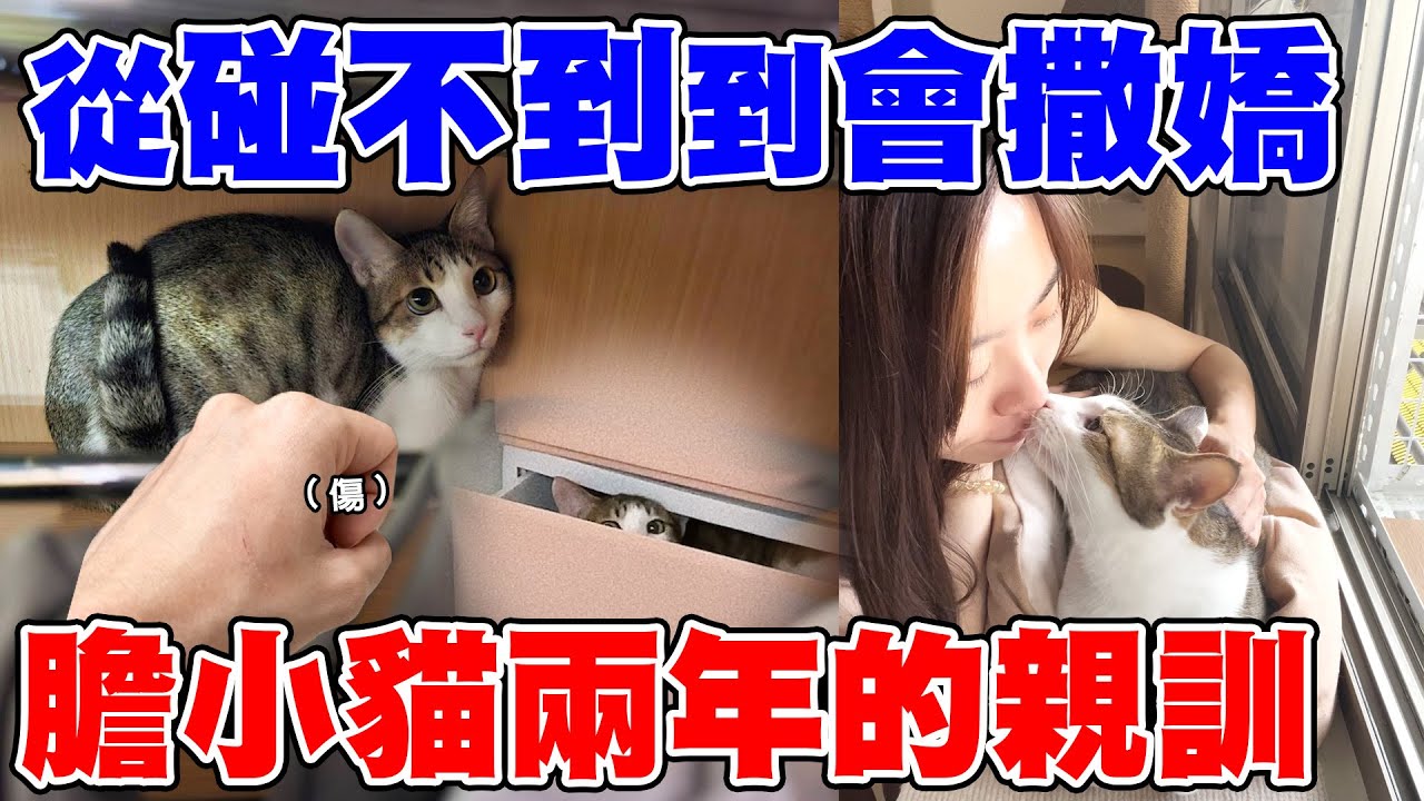 前半年完全碰不到，到主動撒嬌，膽小貓兩年來的親訓成果！【転運棧-浪貓転運ep31】