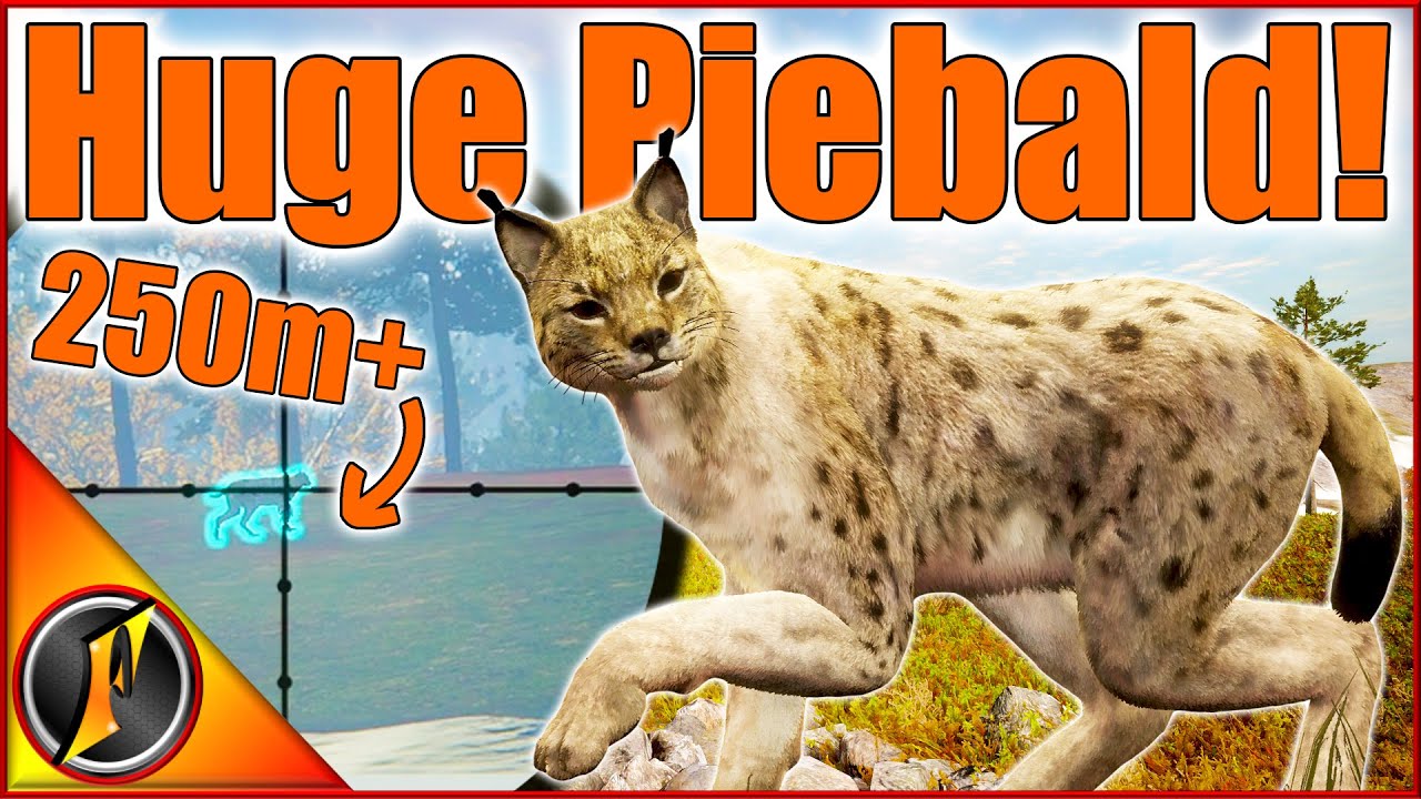 Surprise HUGE Piebald Lynx! | So Far Away I Didn't Even Realize!!!