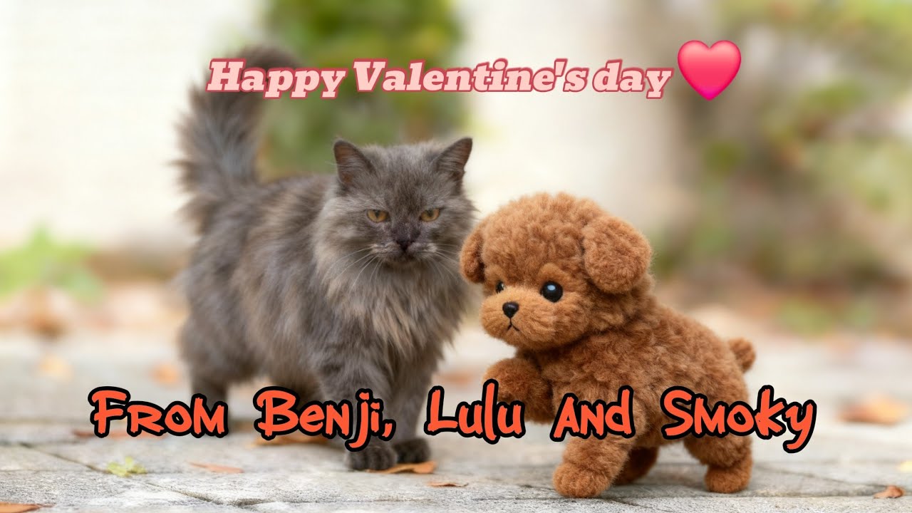 ❤️Happy Valentine's Day от моих пушистых друзей Бенджи, Лулу и котика Смоки☀️🐾 