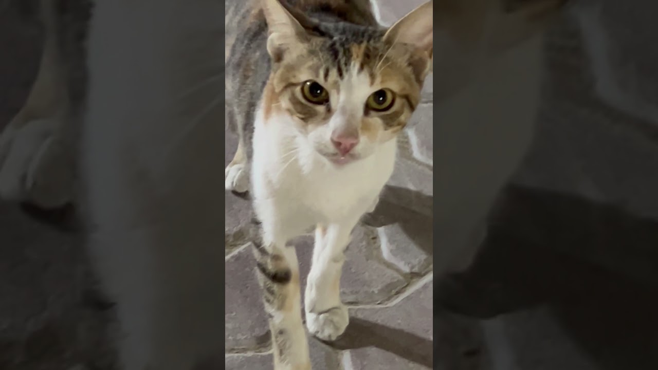 Cute and Smart 🐈 🐈‍⬛ Brothers Asking Fish #Acting Hungry #Catlove #Cutecat #StreetBrothers ##
