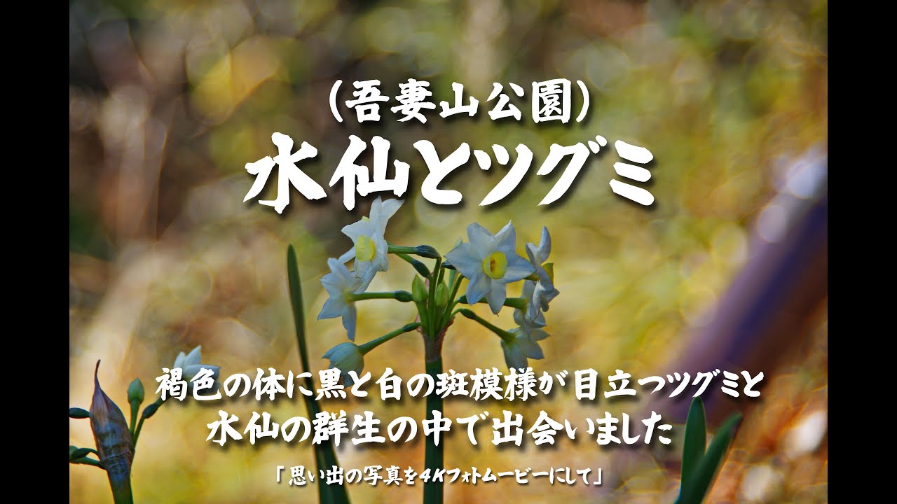 水仙とツグミ（二宮 吾妻山公園）褐色の体に黒と白の斑模様が目立つツグミと水仙の群生の中で出会いました　４Ｋ