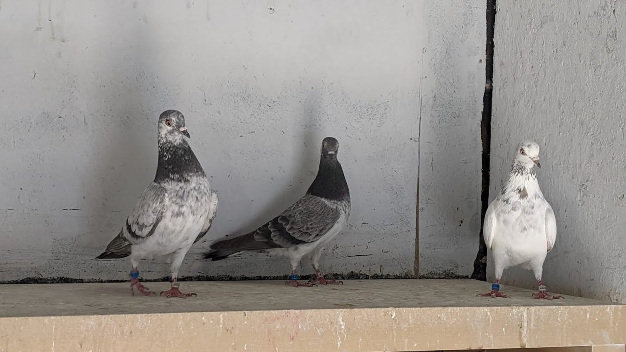 North American Pigeons / Tipplers Honor Fly Record #pigeons #tipplers #casey