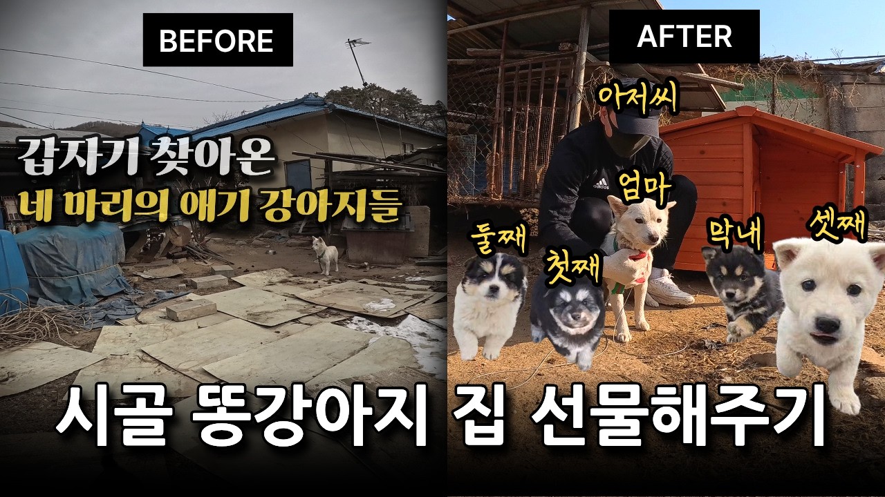 시골 강아지들에게 집 선물하기
