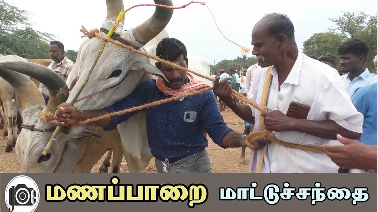 Manapparai mattu santhai | மணப்பாறை மாட்டு சந்தை
