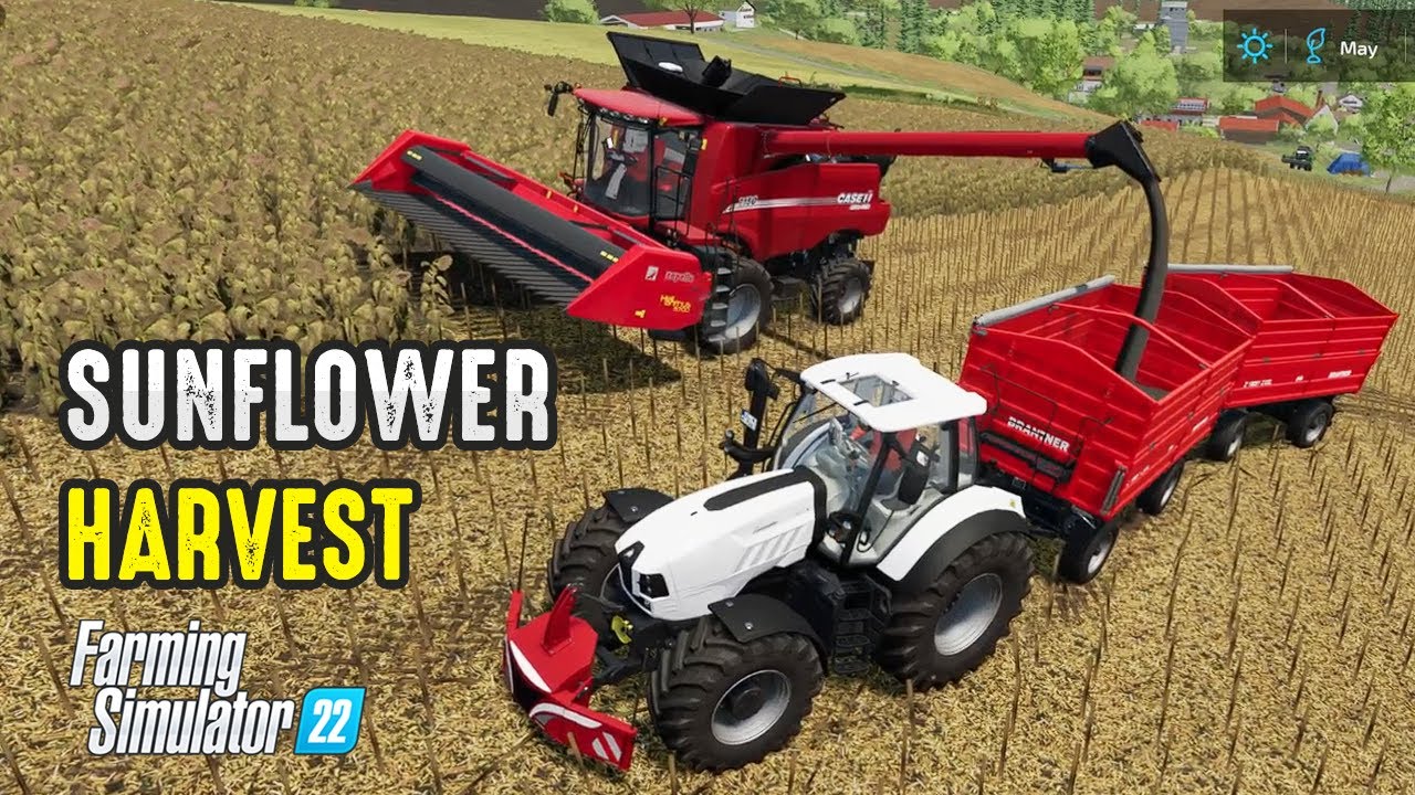 Sunflower Harvester: Case IH Axial Flow 7150 | Farming Simulator 22