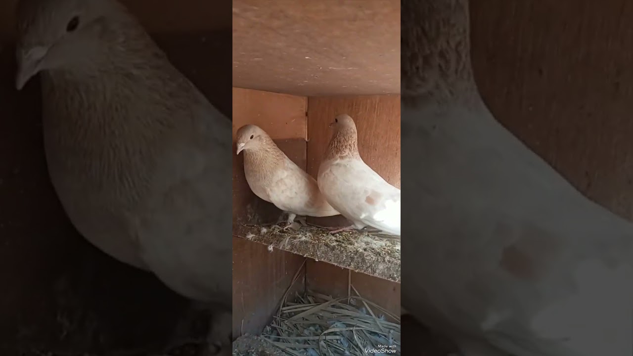 صيداليوم تارشذرى