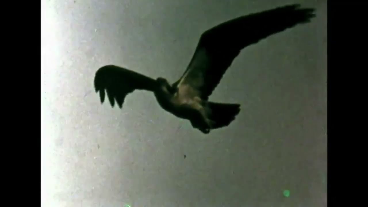 Danny Clay & Greg Gorlen - Birch VIII