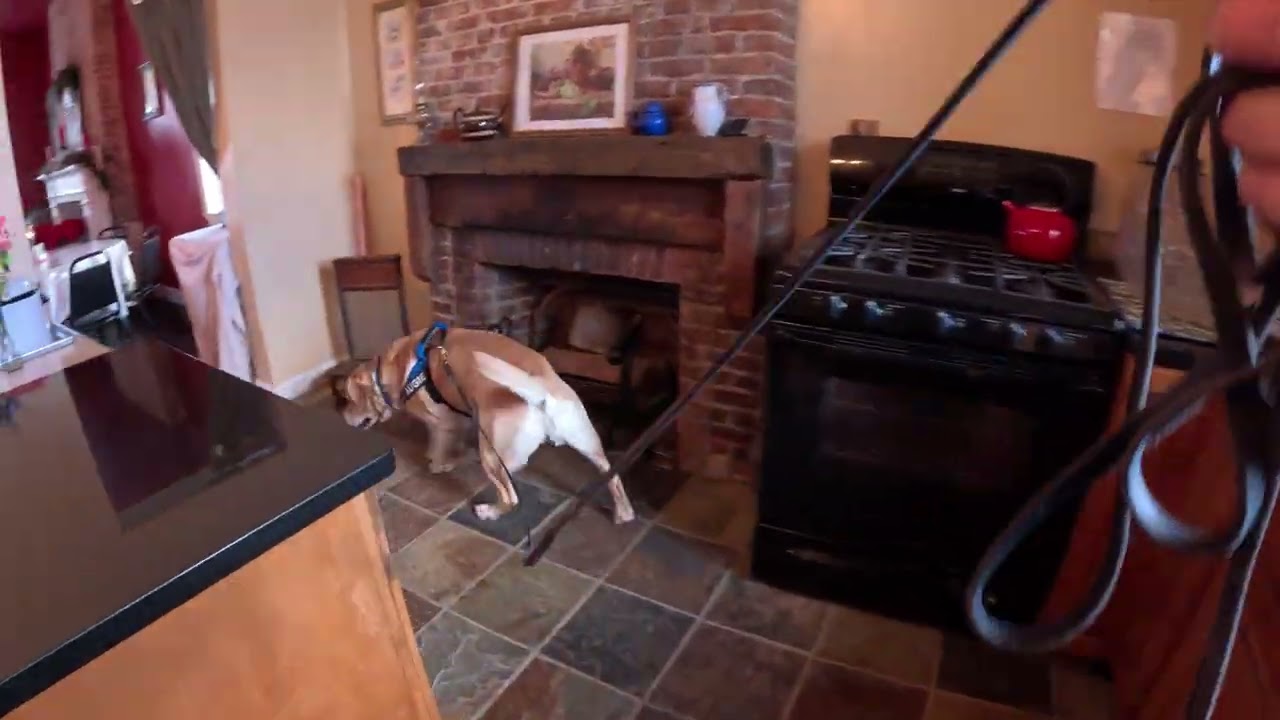 2026 New Years Day Sniffer - 1st search (partial video)