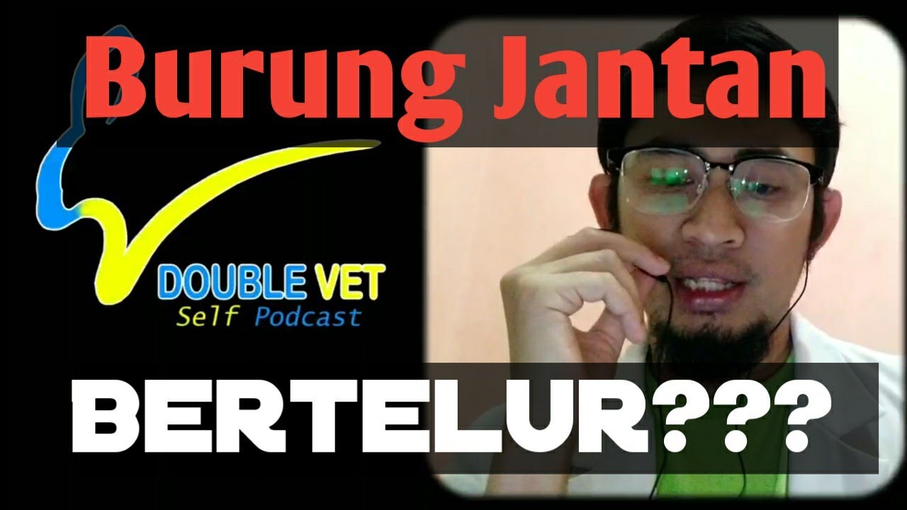 Self Podcast #11 Drh S | Apakah Burung Jantan Bisa Bertelur?!