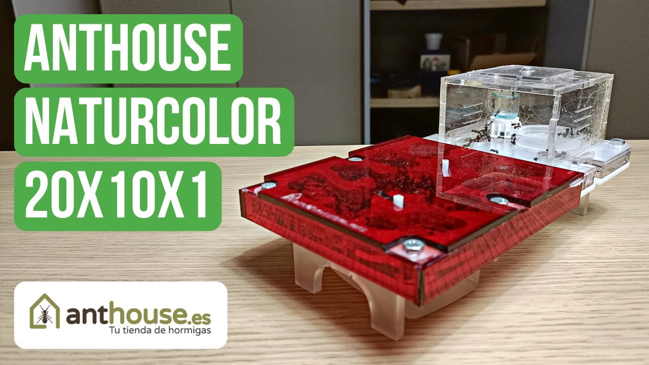 Ant Nest Review: Anthouse Acrylic NaturColor 20x10x1 | BRUMA Ants