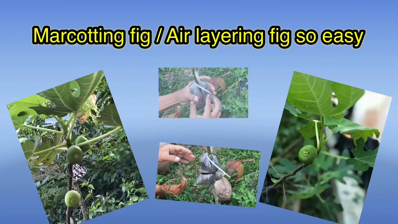 Marcotting fig trees. The latest technique. #DIYBerkebundirumah