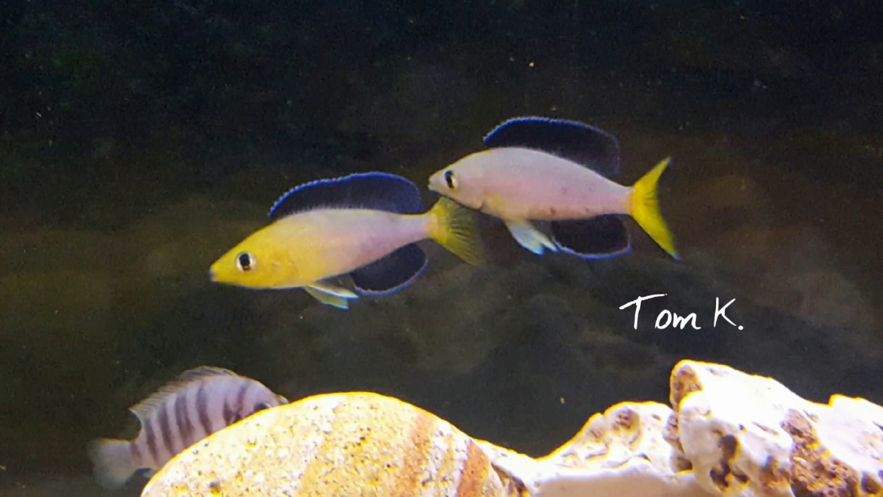 Cyprichromis leptosoma yellow head spawning+eggs