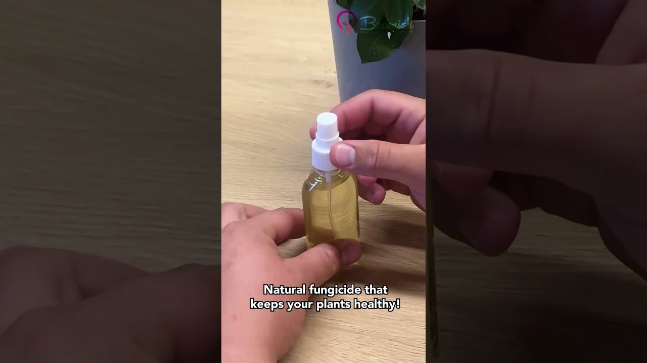 Natural fungicide that keeps your plants healthy and beautiful 🪴 #natural #plants #healthy