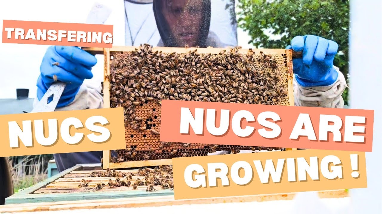 First langstroth nucs, transferring bee nucs in the box 📦 🐝 #bees #beenuc #beekeeping
