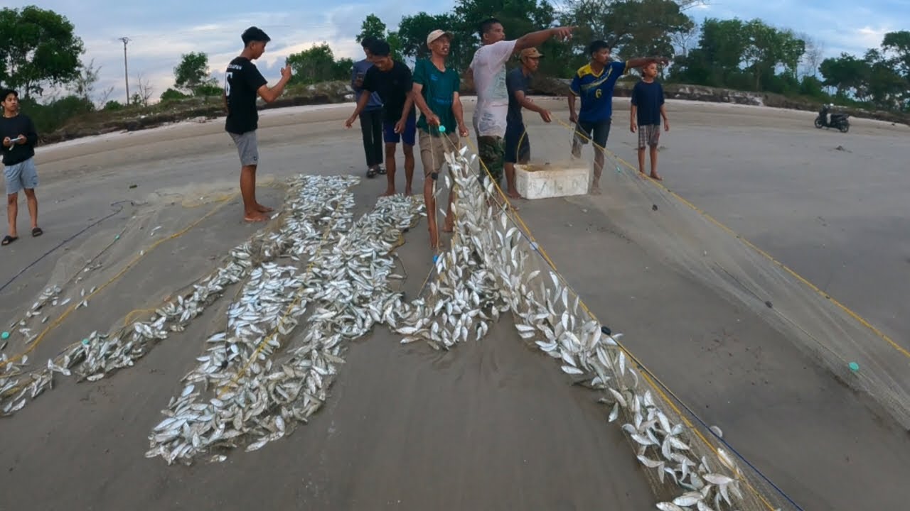 Luar biasa‼️sekali lingkar langsung panen