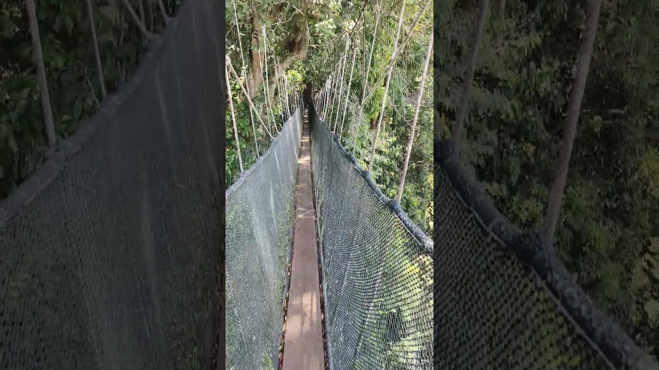 300m Canopy Walk | 5 Canopy Walk #diytravel #diy #sabah #borneo #malaysia #travel #canopywalk #tour