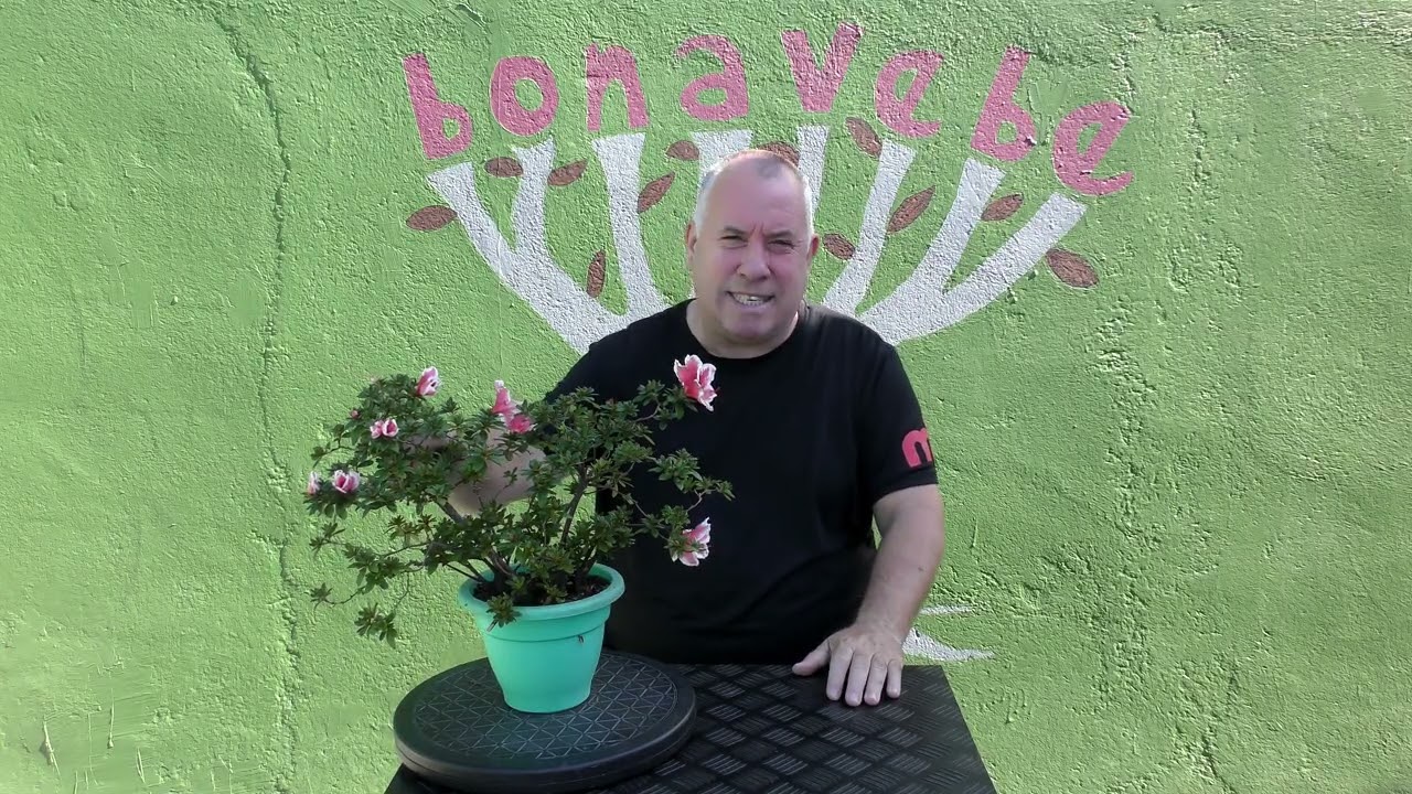 Influencia del sol en las azaleas otoño 2025.@BonavebedesdeVigoGalicia.