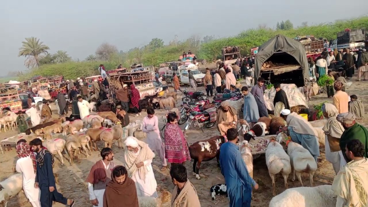 🤔 ماشاءاللہ قربانی 2026 کے لیے خوبصورت  نسلی جانور حاصل کرنے کے لیے ابرار گوٹ فارم سے رابطہ کریں 🤔😱👉