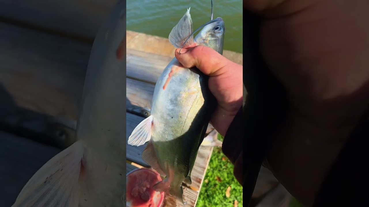 Catching my dinner 