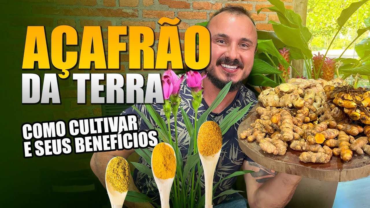Como cultivar AÇAFRÃO DA TERRA | conheça seus inúmeros benefícios