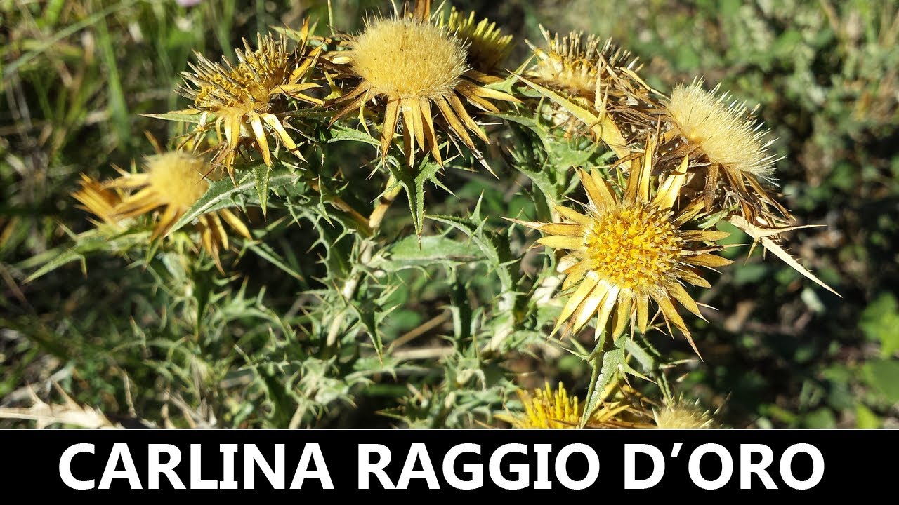 DIVINA FLORA - Carlina 