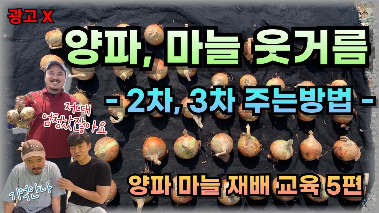 3~4월 양파·마늘 크기를 키우는 최고의 비료 공개  | 양파, 마늘 재배교육 5편 | 농업전문가가 알려주는 양파재배