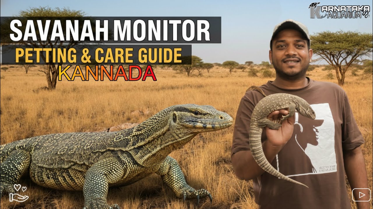 About savana monitor Lizard | rarest exotic pet's | karnataka Aquarium | kannada 