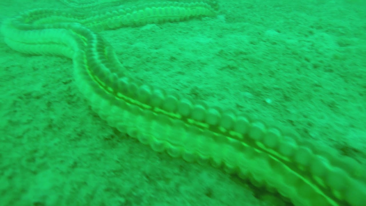 MUCK DIVE CREATURES, Koh Tao Thailand (HD)