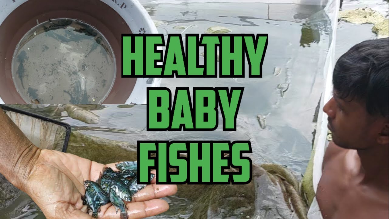 Fish Seasoning Best Process | Oscar Fish